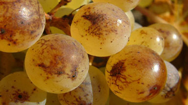 La Taille aux Loups vineyard, Montlouis-sur-Loire, France